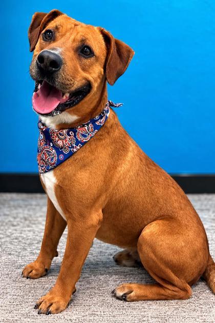 Jackson, Adoptable, Adult Male Retriever & Shepherd.