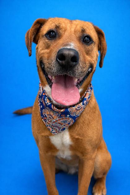 Enlarge Jackson, a Adoptable mixed breed in Seagoville, TX image 2/3