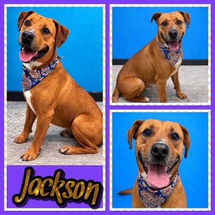 Enlarge Jackson, a Adoptable mixed breed in Seagoville, TX image 3/3