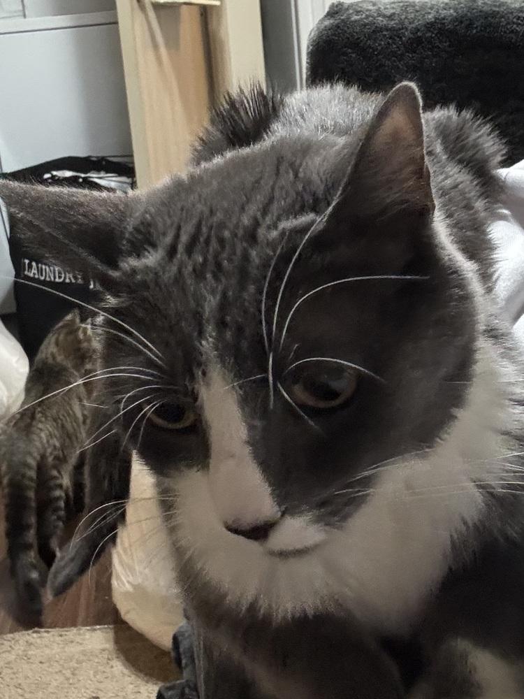 Slick, Adoptable, Adult Male Domestic Short Hair & Russian Blue.