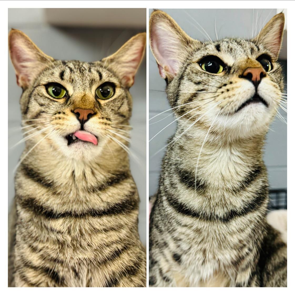 Tyrone, a Adoptable Domestic Short Hair in Emporia, VA image 1/2