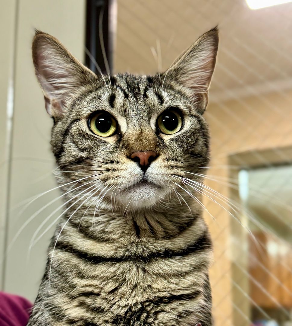 Tyrone, a Adoptable Domestic Short Hair in Emporia, VA image 2/2