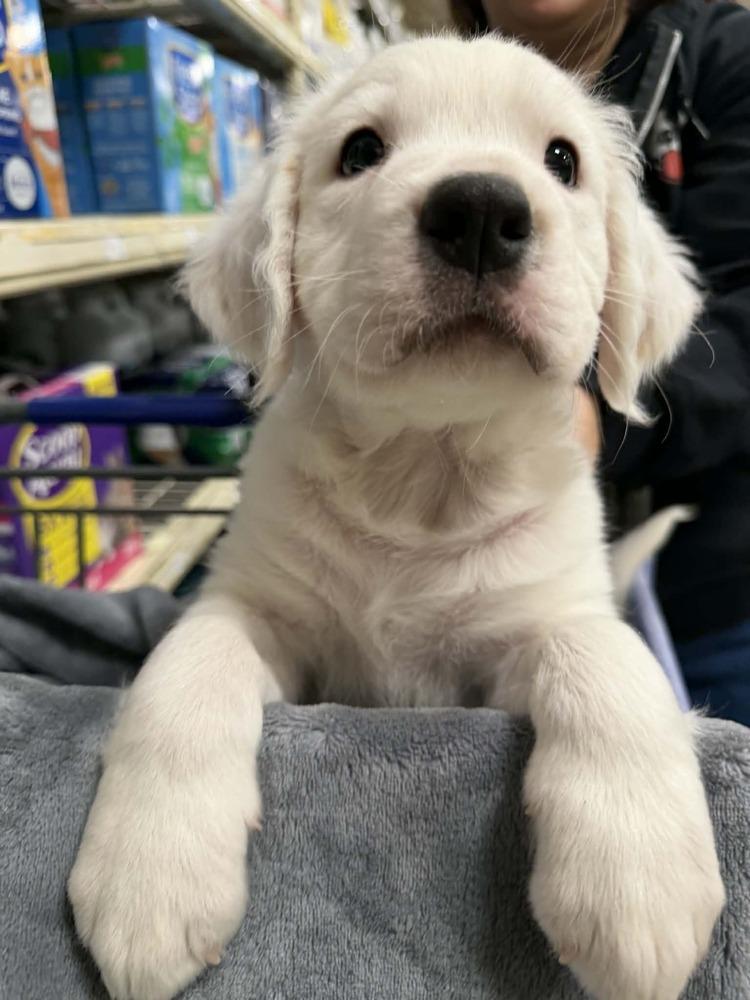 Jerome (Myra’s Mini’s 2026), a Adoptable mixed breed in Wenonah, NJ image 1/6