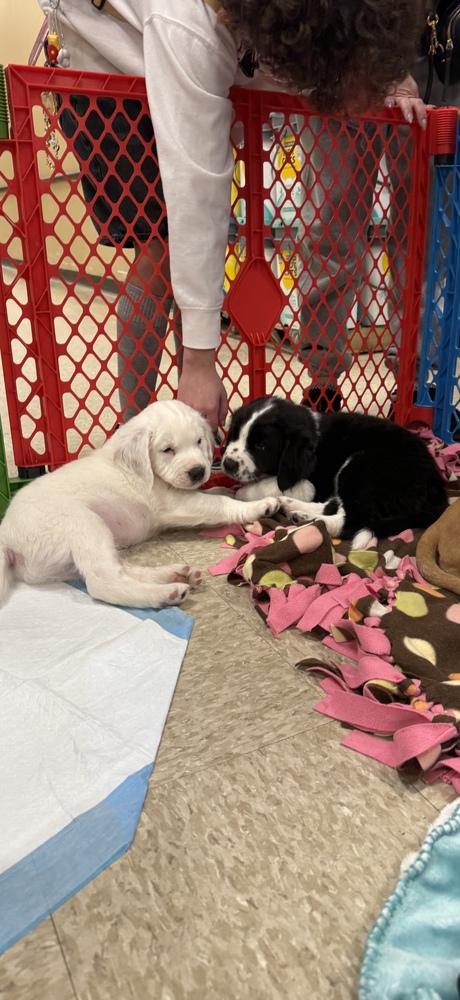 Jerome (Myra’s Mini’s 2026), a Adoptable mixed breed in Wenonah, NJ image 2/6