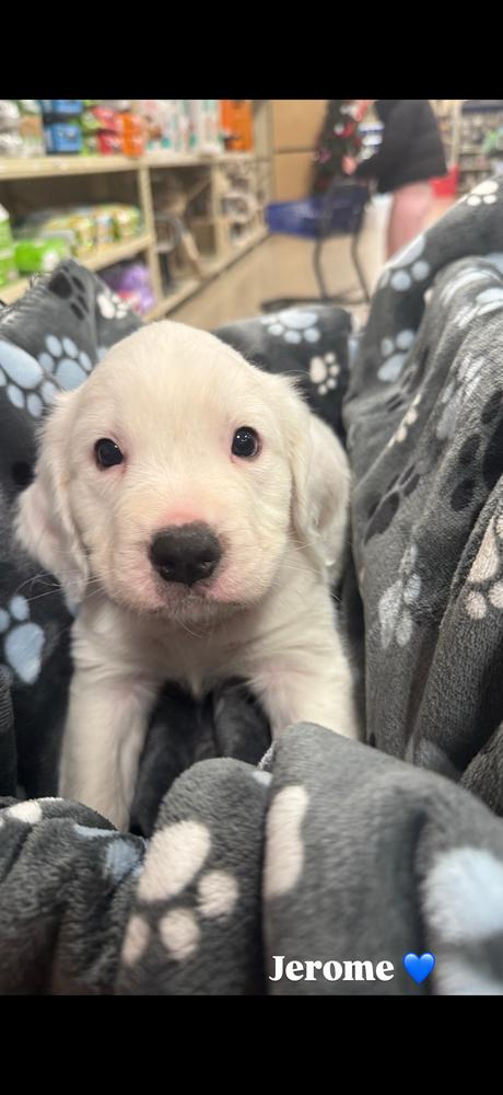 Jerome (Myra’s Mini’s 2026), a Adoptable mixed breed in Wenonah, NJ image 3/6