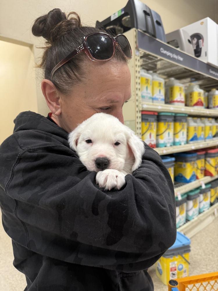 Jerome (Myra’s Mini’s 2026), a Adoptable mixed breed in Wenonah, NJ image 5/6