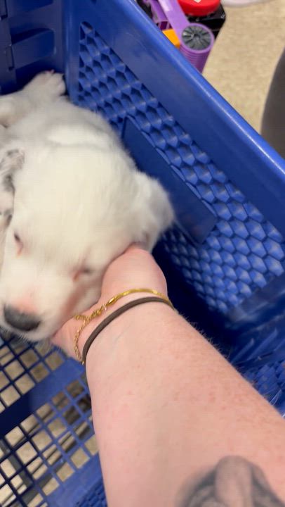 Enlarge Jerome (Myra’s Mini’s 2026), a Adoptable mixed breed in Wenonah, NJ video 6/6