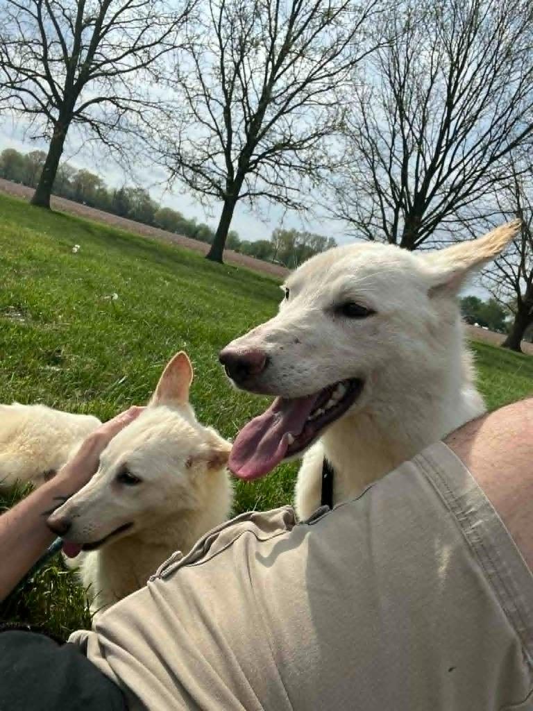 Frostine, Adoptable, Young Female German Shepherd Dog.