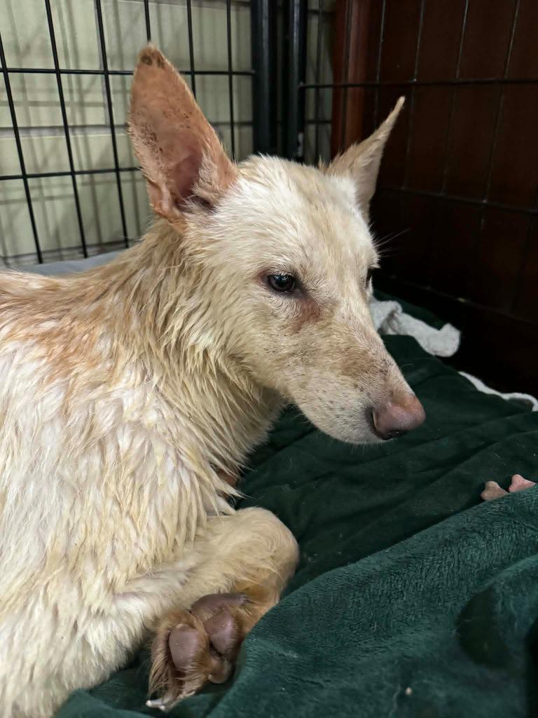 Enlarge Frostine, a Adoptable German Shepherd Dog in Effingham, IL image 2/6