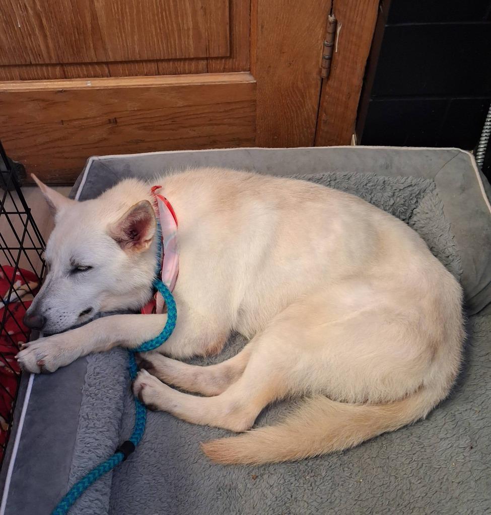 Enlarge Frostine, a Adoptable German Shepherd Dog in Effingham, IL image 3/6