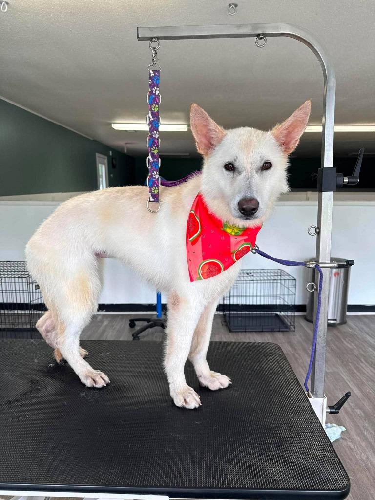 Enlarge Frostine, a Adoptable German Shepherd Dog in Effingham, IL image 4/6