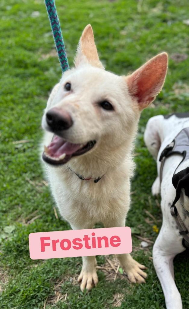 Enlarge Frostine, a Adoptable German Shepherd Dog in Effingham, IL image 5/6