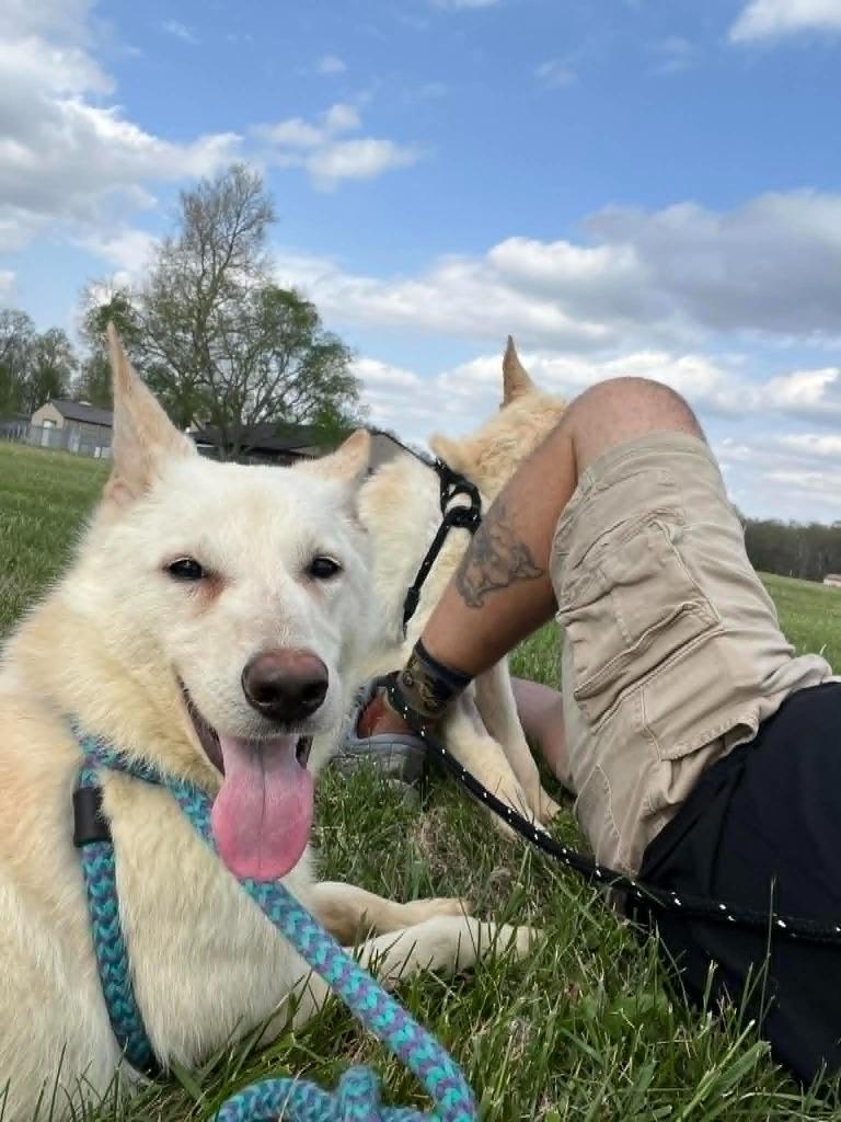 Enlarge Frostine, a Adoptable German Shepherd Dog in Effingham, IL image 6/6