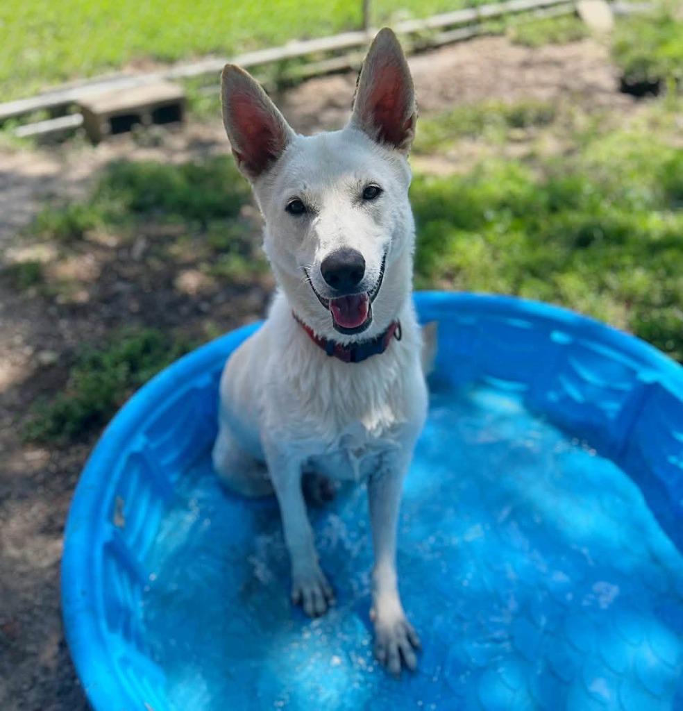 Enlarge Frostine, a Adoptable German Shepherd Dog in Effingham, IL image 6/6