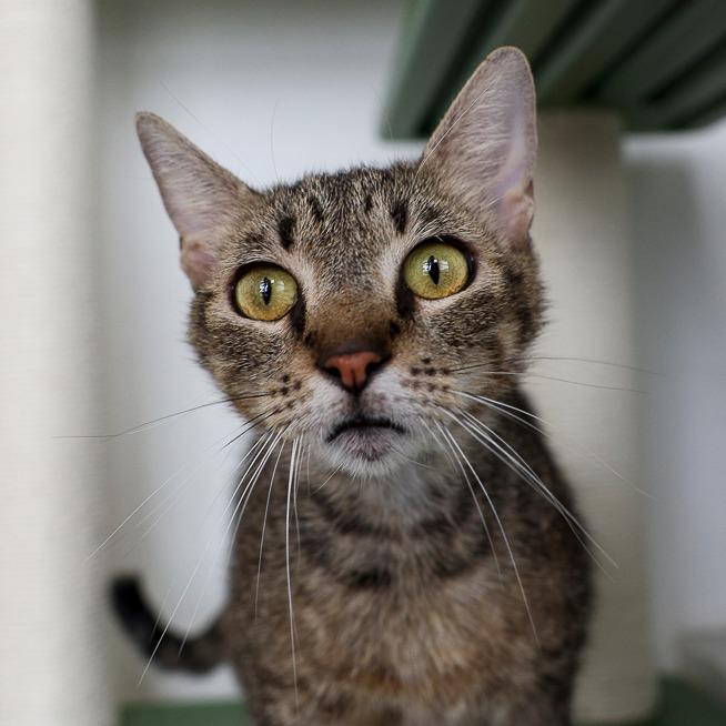 Apollonia, Adoptable, Adult Female Domestic Short Hair.
