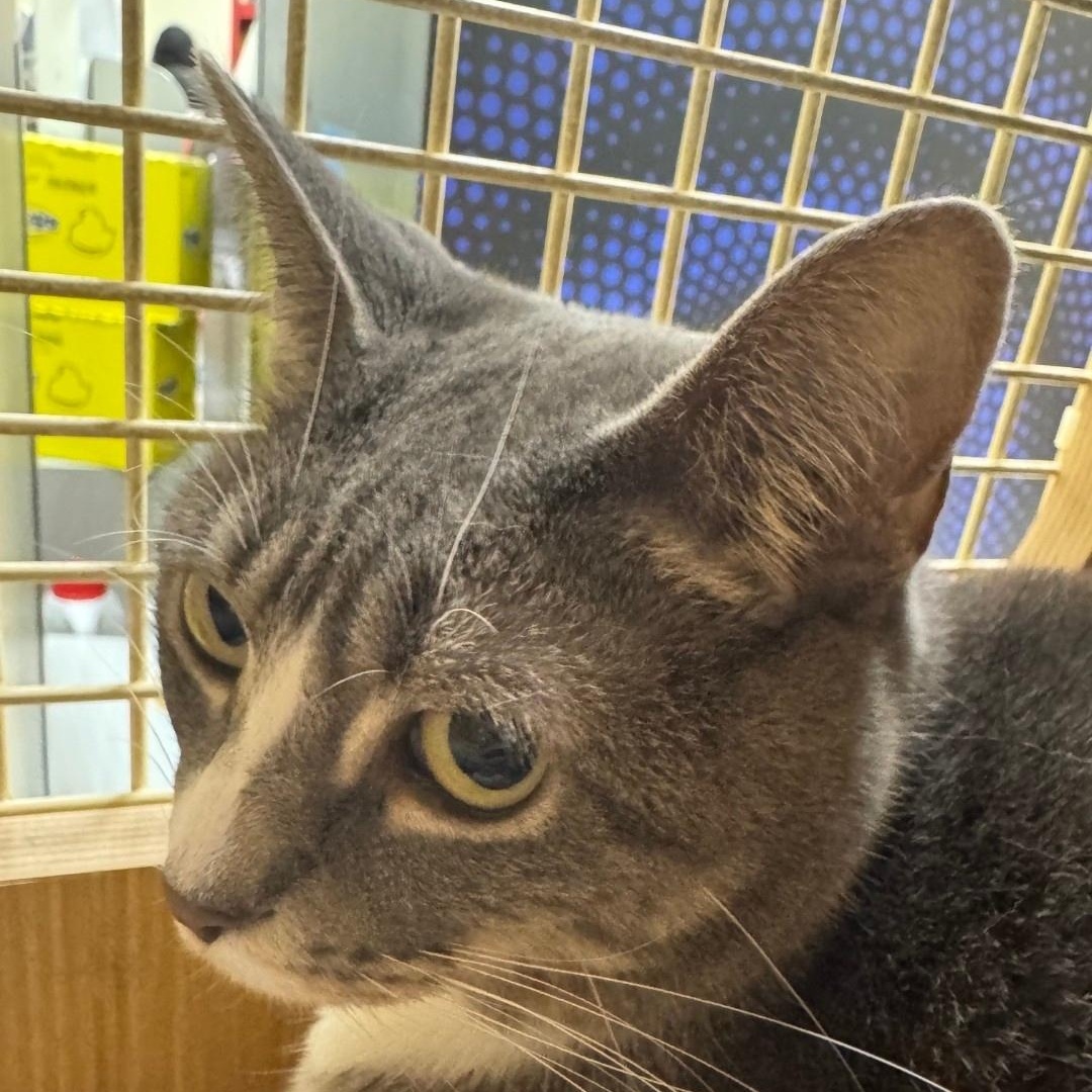 Nala, an adopted Domestic Short Hair in Chicago, IL image 2/2