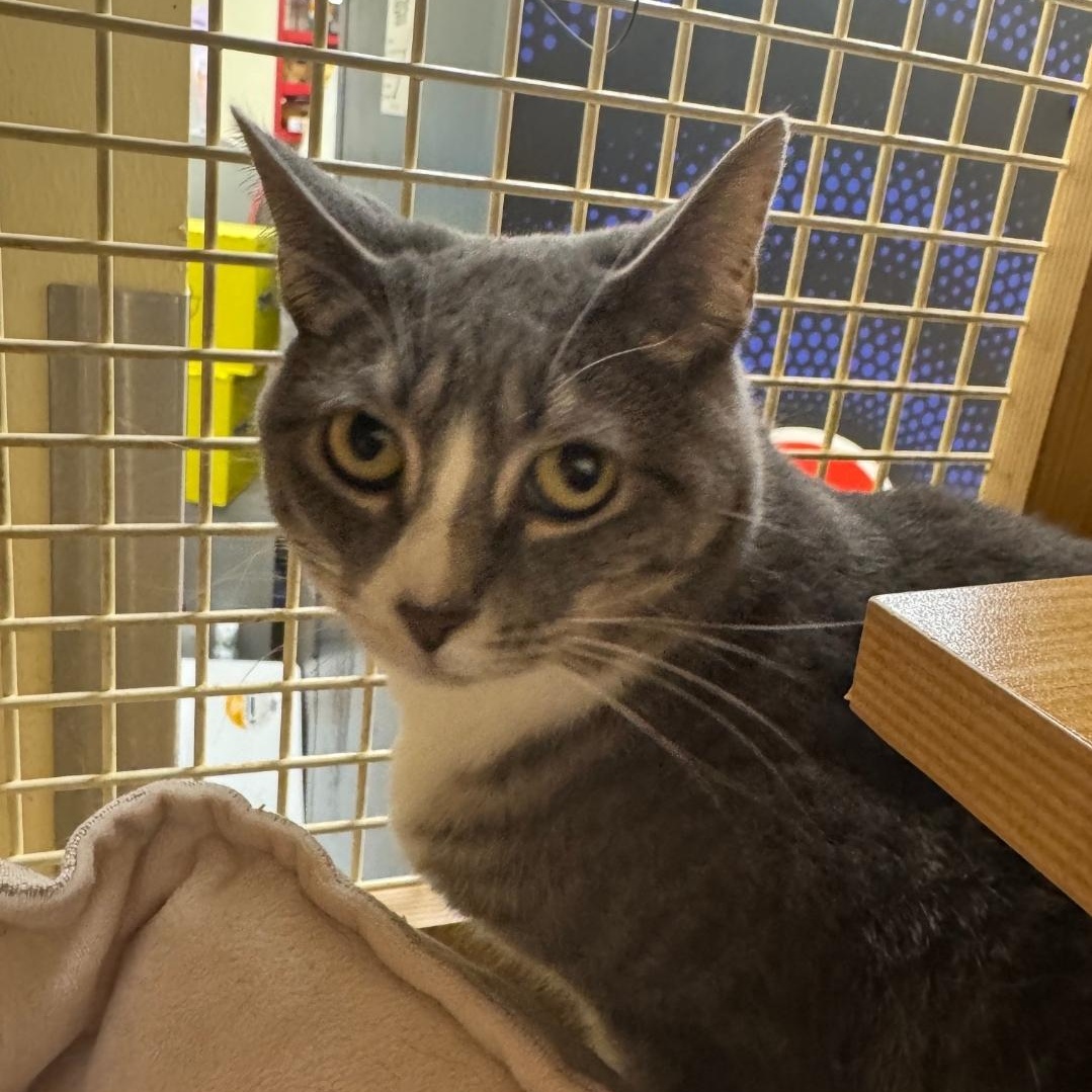 Nala, an adopted Domestic Short Hair in Chicago, IL image 1/2