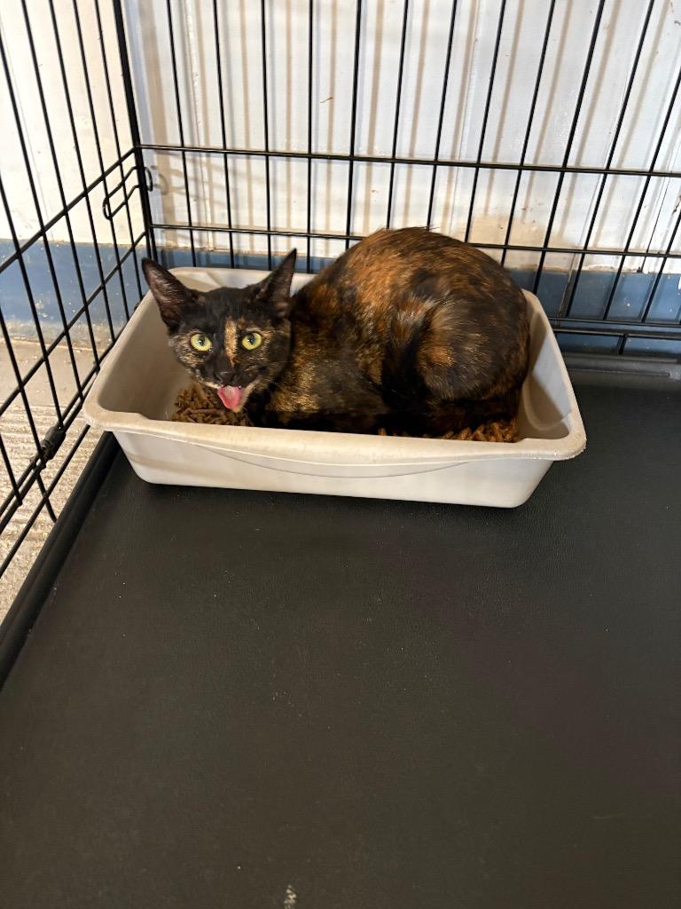 Twisted Whiskers, Adoptable, Kitten Female Domestic Short Hair.