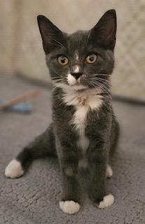 Lyra, Adopted, Kitten Female Domestic Short Hair.