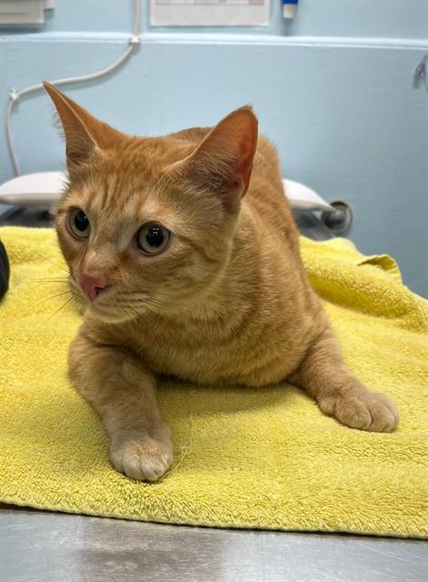 Enlarge BLAZE, a Adoptable Domestic Short Hair in London, ON image 1/1