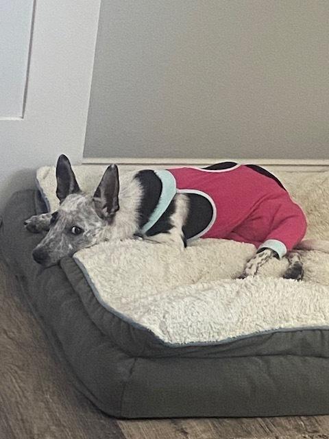 Phoenix, Adoptable, Puppy Female Australian Cattle Dog / Blue Heeler.