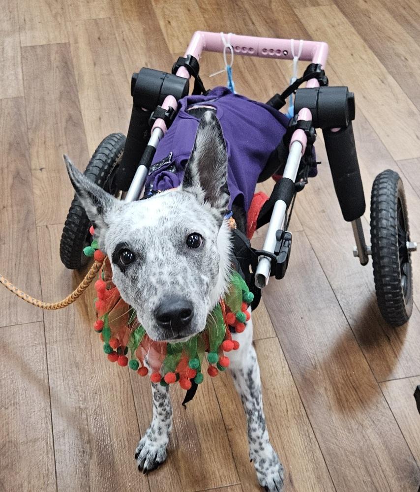 Enlarge Phoenix, a Adoptable mixed breed in Winter Garden, FL image 2/6