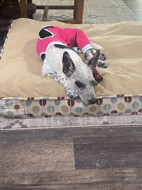 Enlarge Phoenix, a Adoptable mixed breed in Winter Garden, FL image 3/6