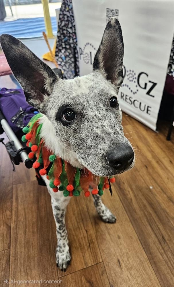 Enlarge Phoenix, a Adoptable mixed breed in Winter Garden, FL image 4/6