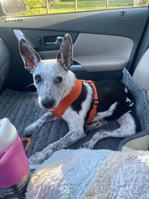 Enlarge Phoenix, a Adoptable mixed breed in Winter Garden, FL image 5/6