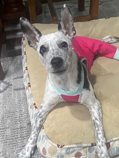 Enlarge Phoenix, a Adoptable mixed breed in Winter Garden, FL image 6/6