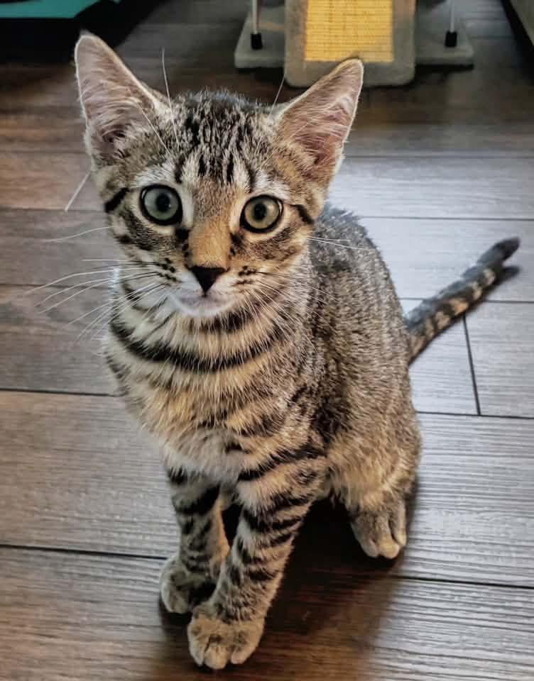 Enlarge Axolotl, a Adoptable Domestic Short Hair in Breinigsville, PA image 1/1