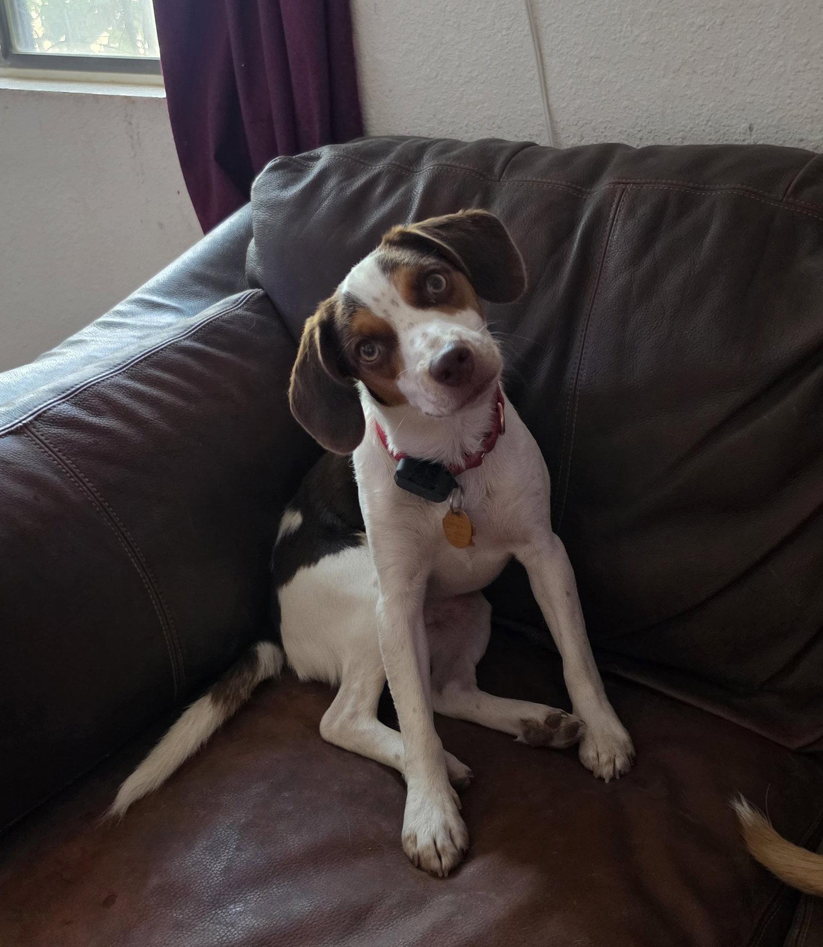 Arlington (Milo), a Adopted Beagle in Las Vegas, NV image 1/3