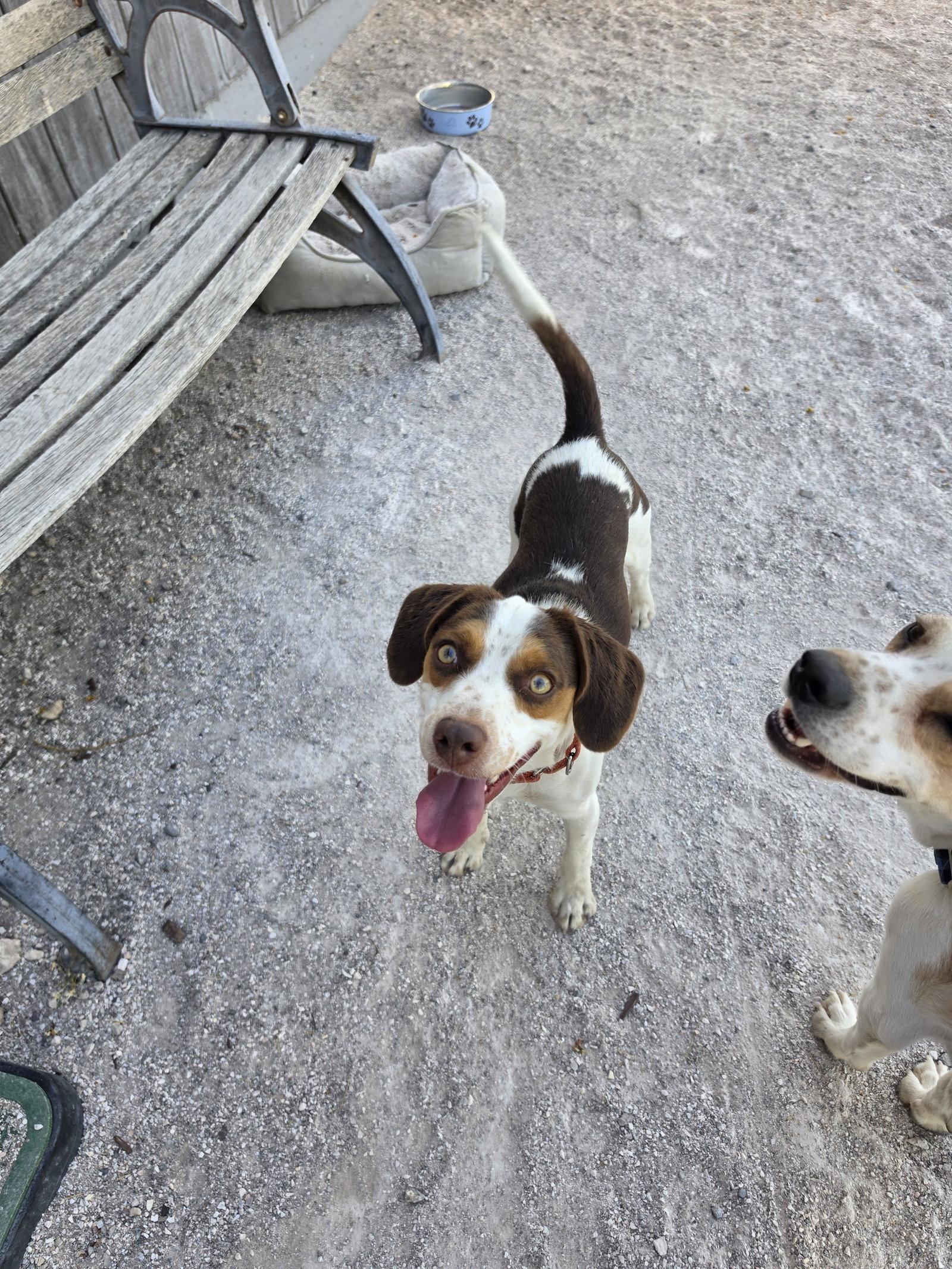 Arlington (Milo), a Adopted Beagle in Las Vegas, NV image 2/3