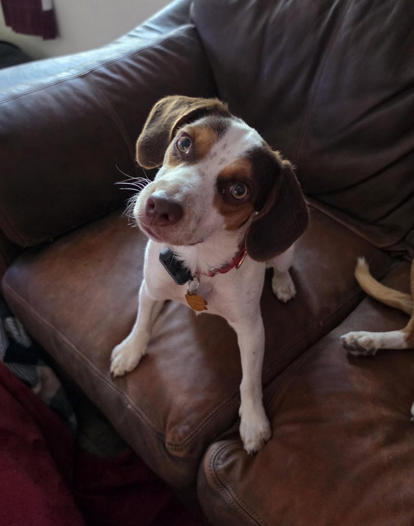 Arlington (Milo), a Adopted Beagle in Las Vegas, NV image 3/3