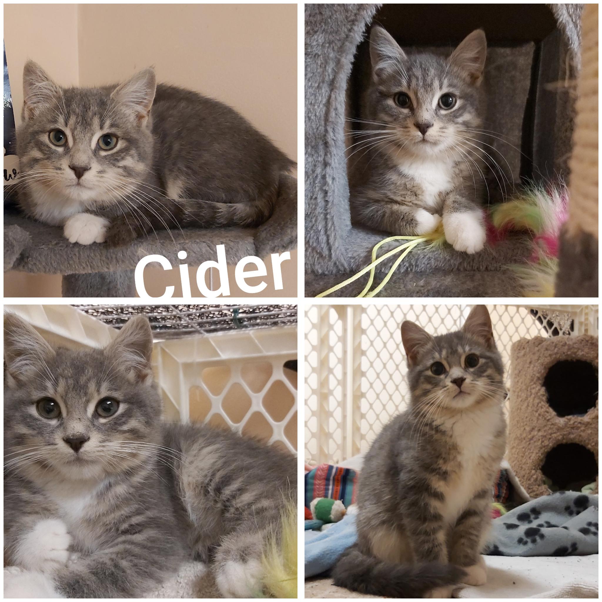 Cider, Adopted, Adult Male Domestic Short Hair.