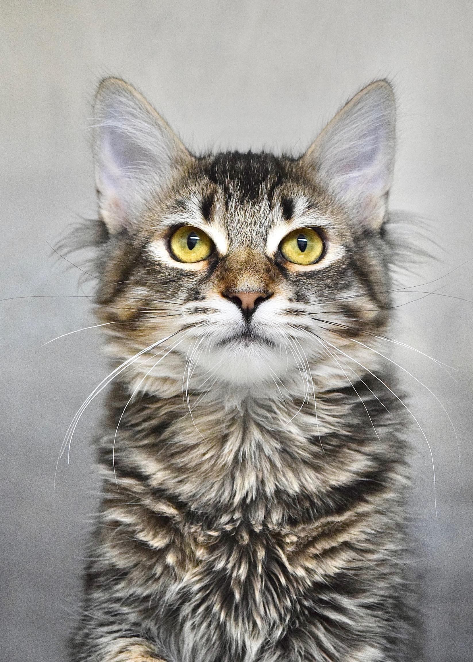 Cardinal, a ADOPTABLE Domestic Medium Hair in Dublin, CA image 1/3