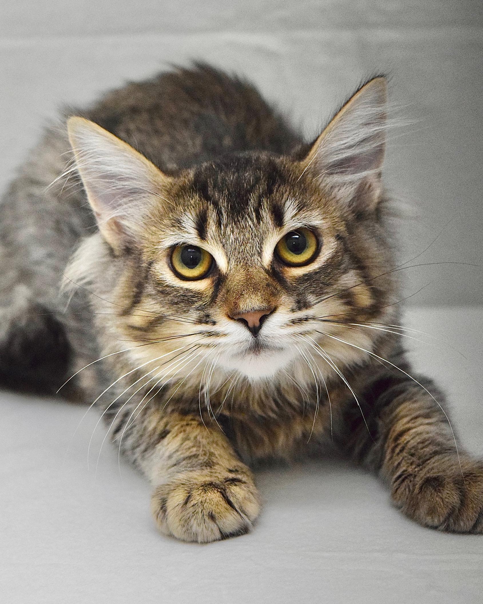 Cardinal, a ADOPTABLE Domestic Medium Hair in Dublin, CA image 2/3