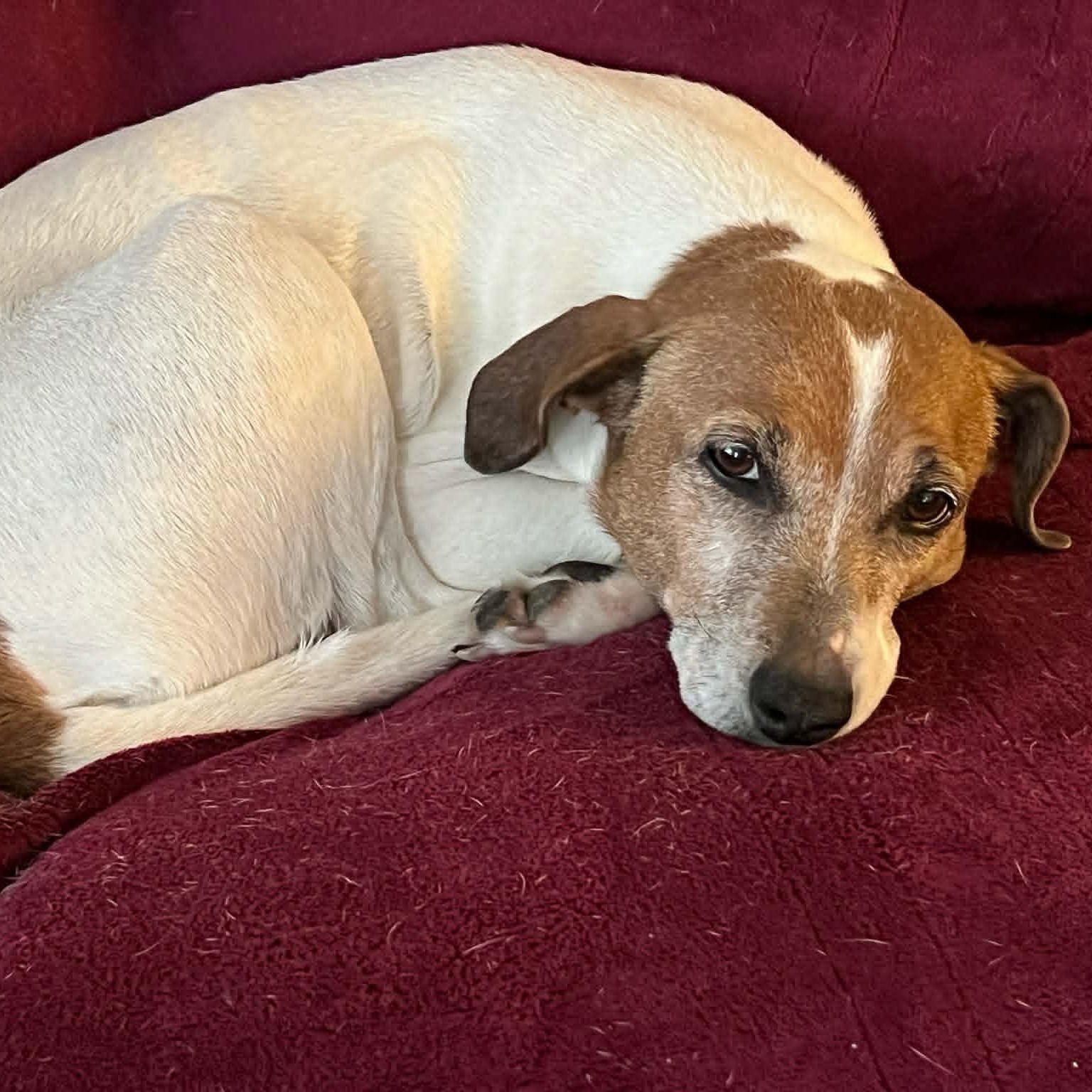 Enlarge Chica, an adoptable mixed breed in Danbury, CT image 2/5