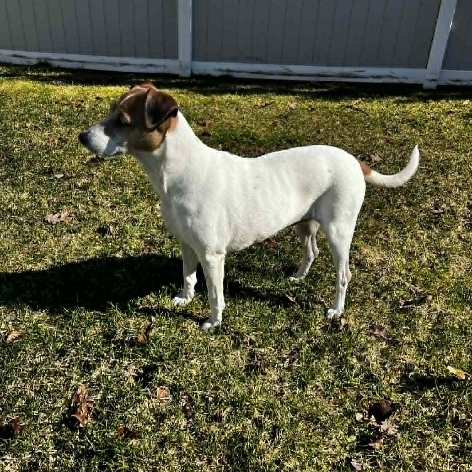 Enlarge Chica, an adoptable mixed breed in Danbury, CT image 4/5
