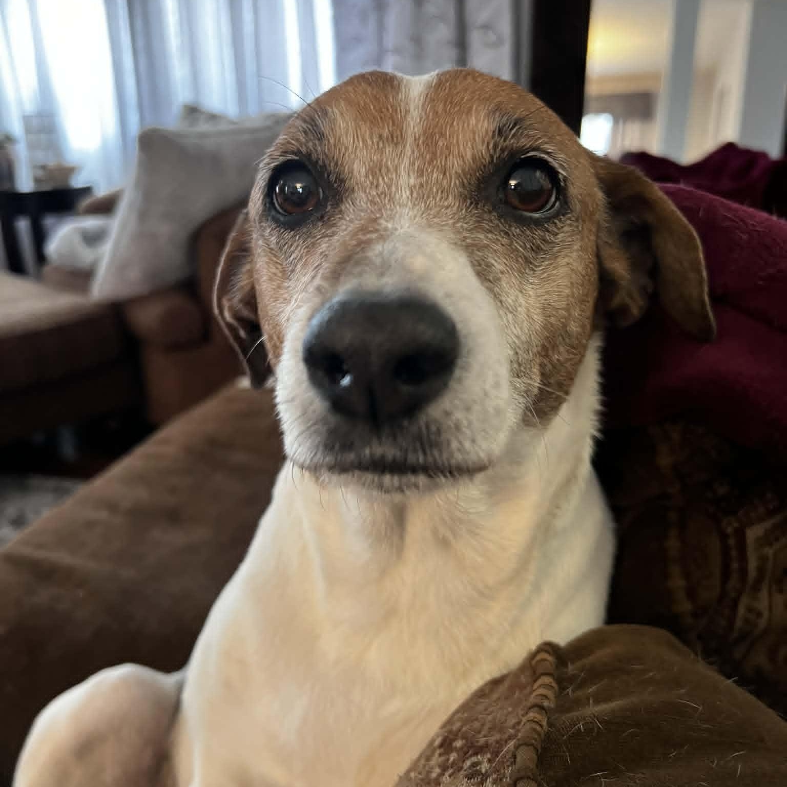 Chica, adoptable, Senior Female Jack Russell Terrier.