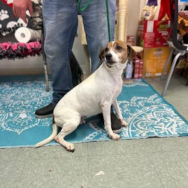 Enlarge Chica, an adoptable mixed breed in Danbury, CT image 5/5