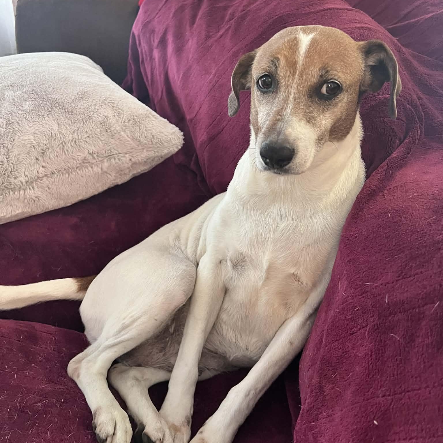 Enlarge Chica, an adoptable mixed breed in Danbury, CT image 3/5