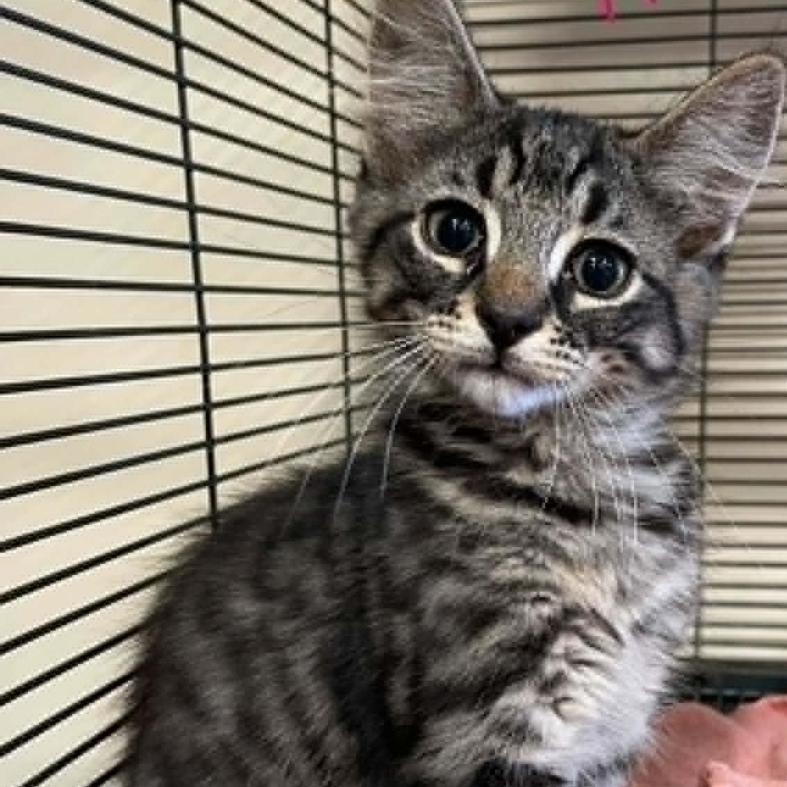 Enlarge Scar, a ADOPTABLE Domestic Long Hair in Bishopville, SC image 1/1