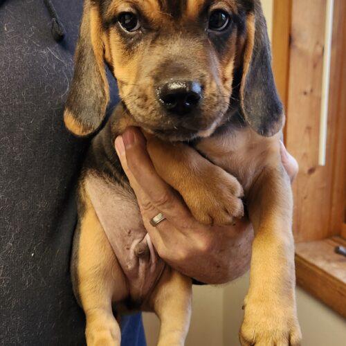 Enlarge Tank (#398), a Adoptable mixed breed in Twin lakes, WI image 1/1
