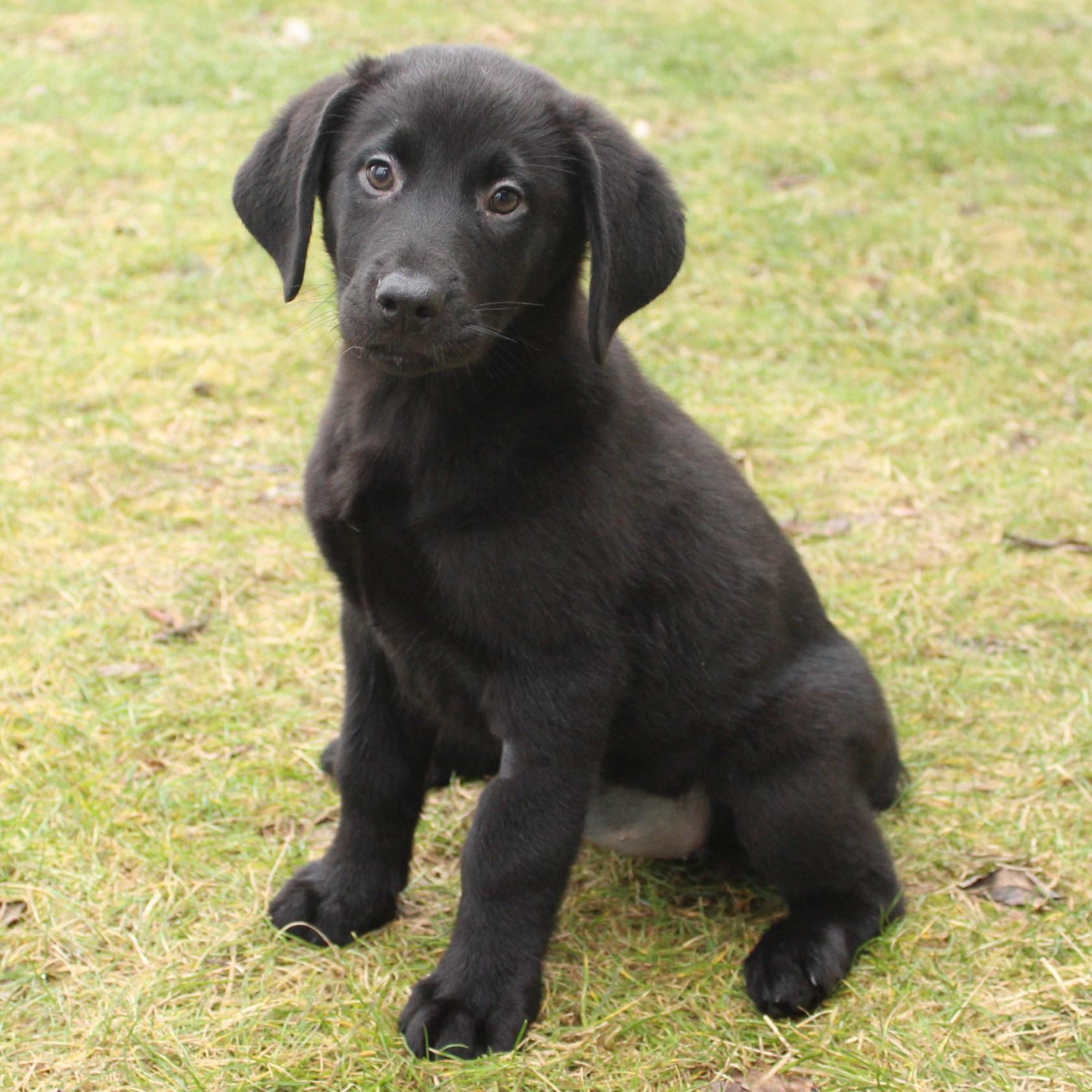 Enlarge Gala, an adopted Labrador Retriever in Eaton, OH image 2/6