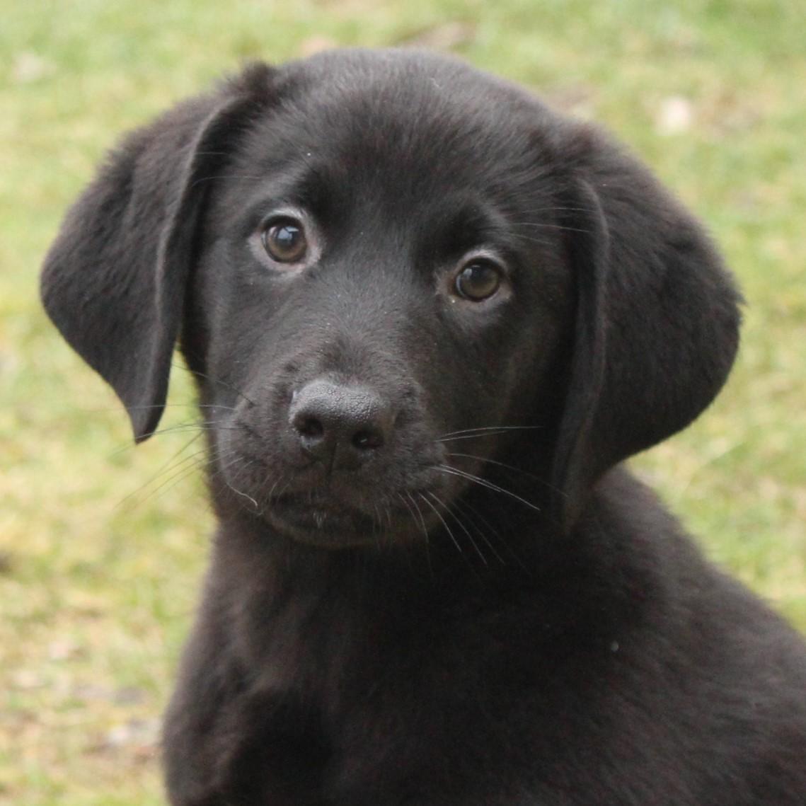 Enlarge Gala, an adopted Labrador Retriever in Eaton, OH image 1/6