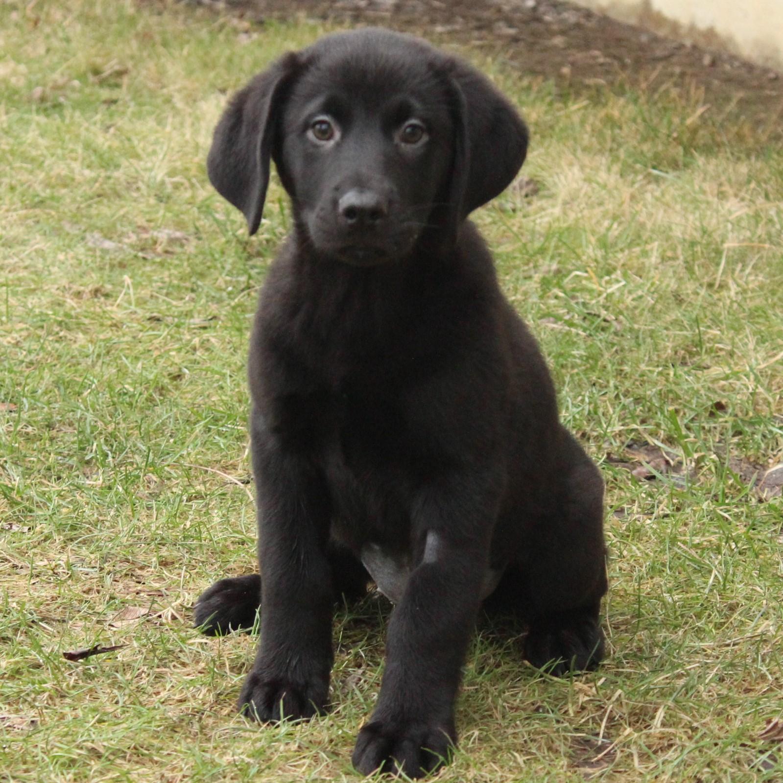Enlarge Gala, an adopted Labrador Retriever in Eaton, OH image 6/6