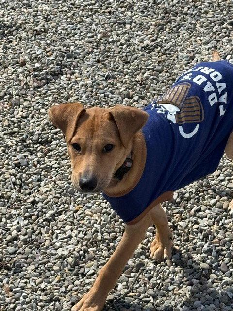 Jack, Adoptable, Puppy Male Jack Russell Terrier & Chihuahua.
