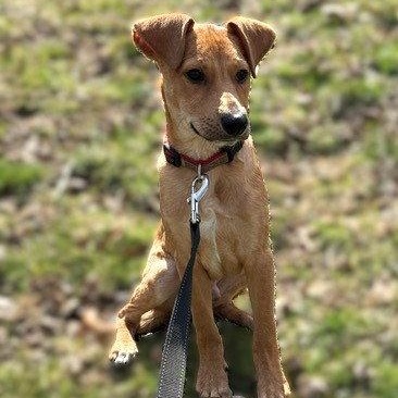 Jack, Adoptable, Puppy Male Jack Russell Terrier & Chihuahua.