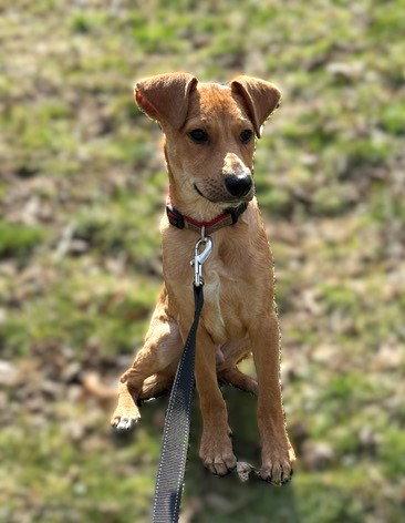 Enlarge Jack, a Adoptable mixed breed in Lake Hopatcong, NJ image 2/3
